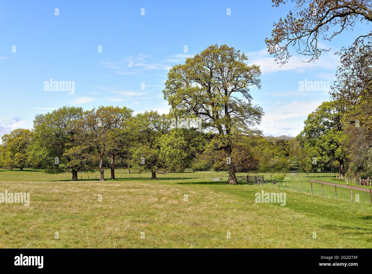 An idyllic English landscape on an early summers day near Horsley ...