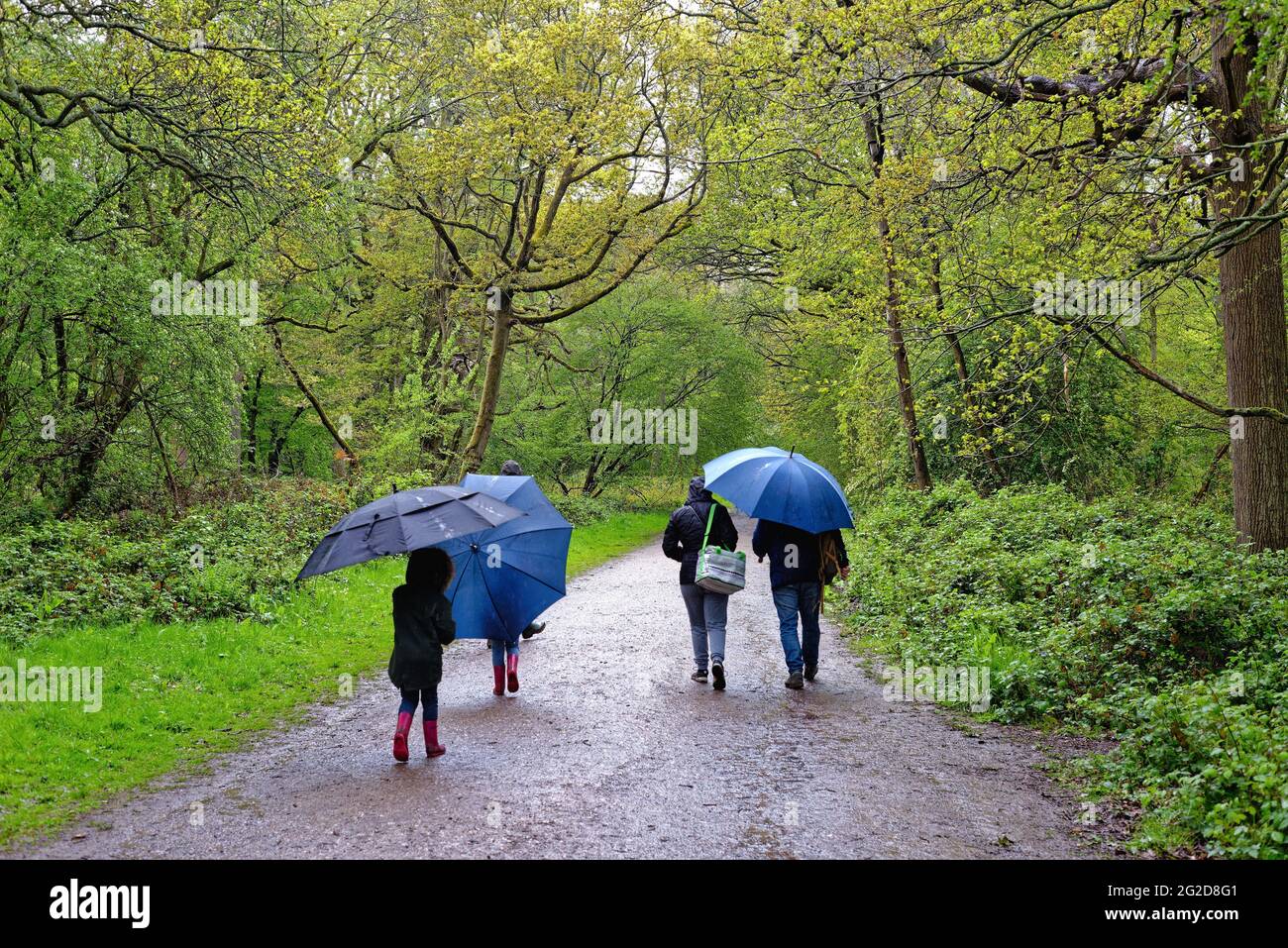 Rear view of a family holding umbrellas whilst walking in the rain on a countryside  track in the Surrey hills  England UK Stock Photo