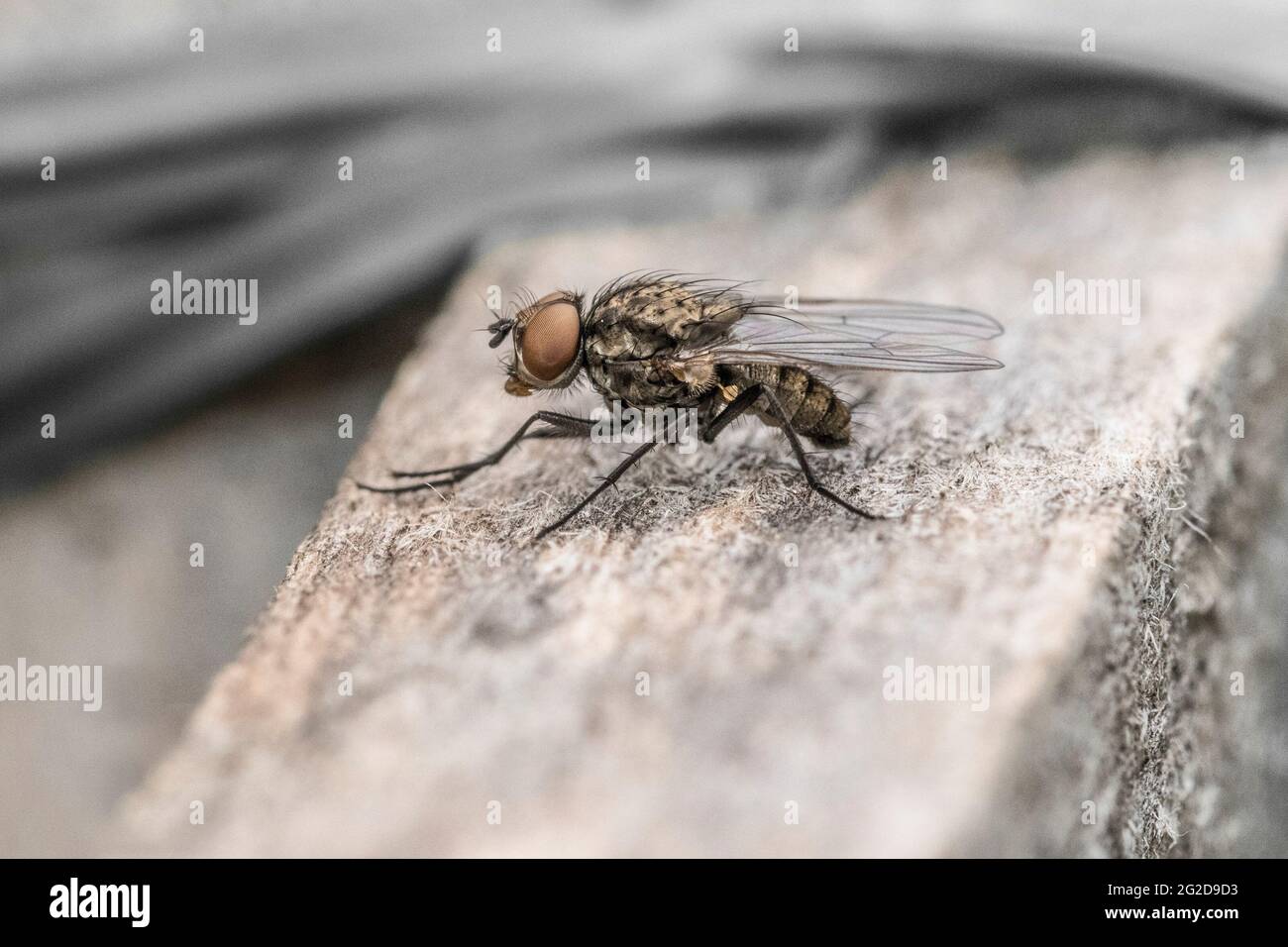 Specimen of common fly in the foreground Stock Photo - Alamy