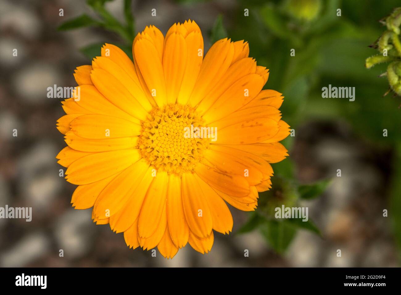 Beautiful marigold flower in the foreground Stock Photo