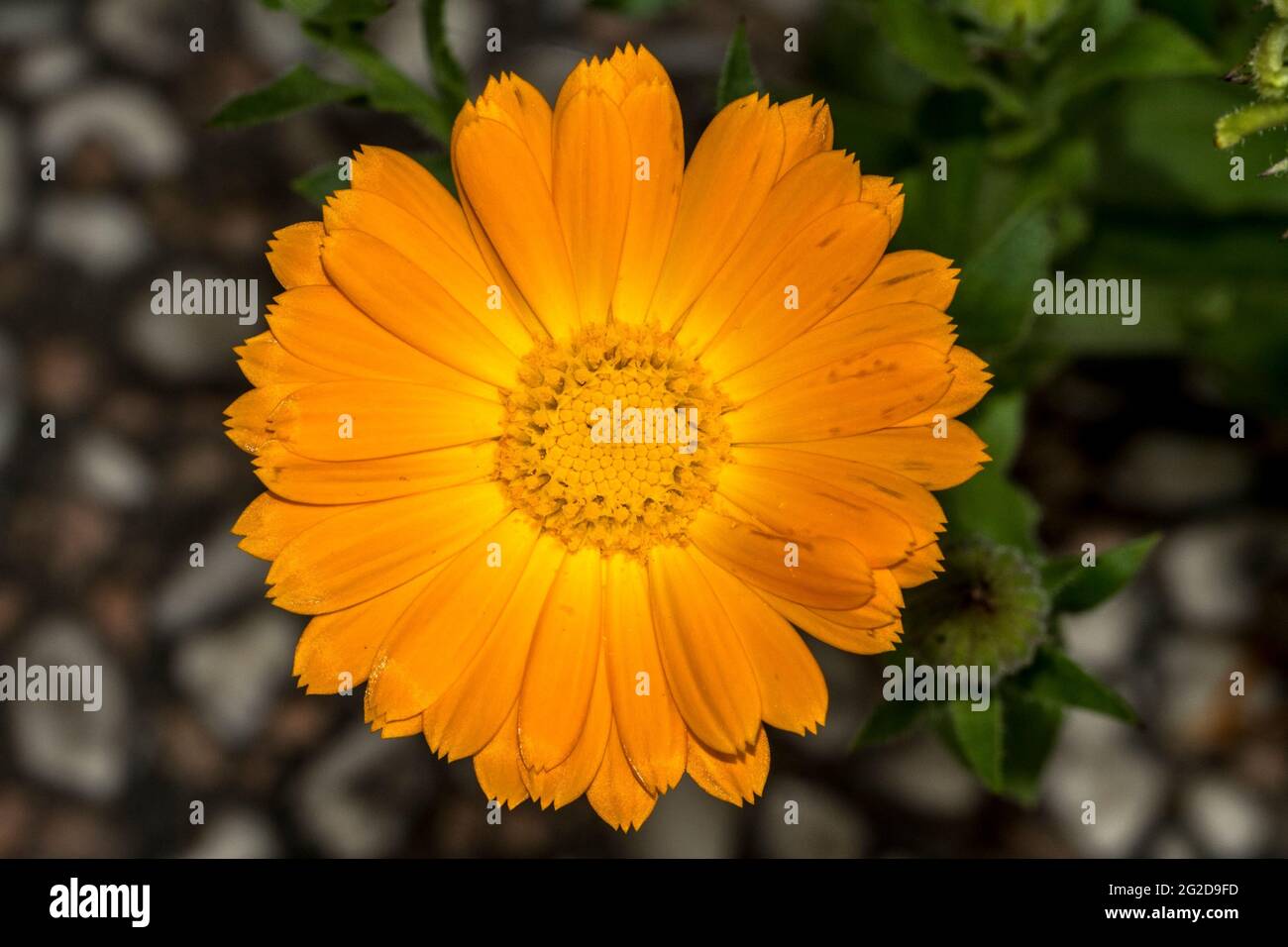 Beautiful marigold flower in the foreground Stock Photo