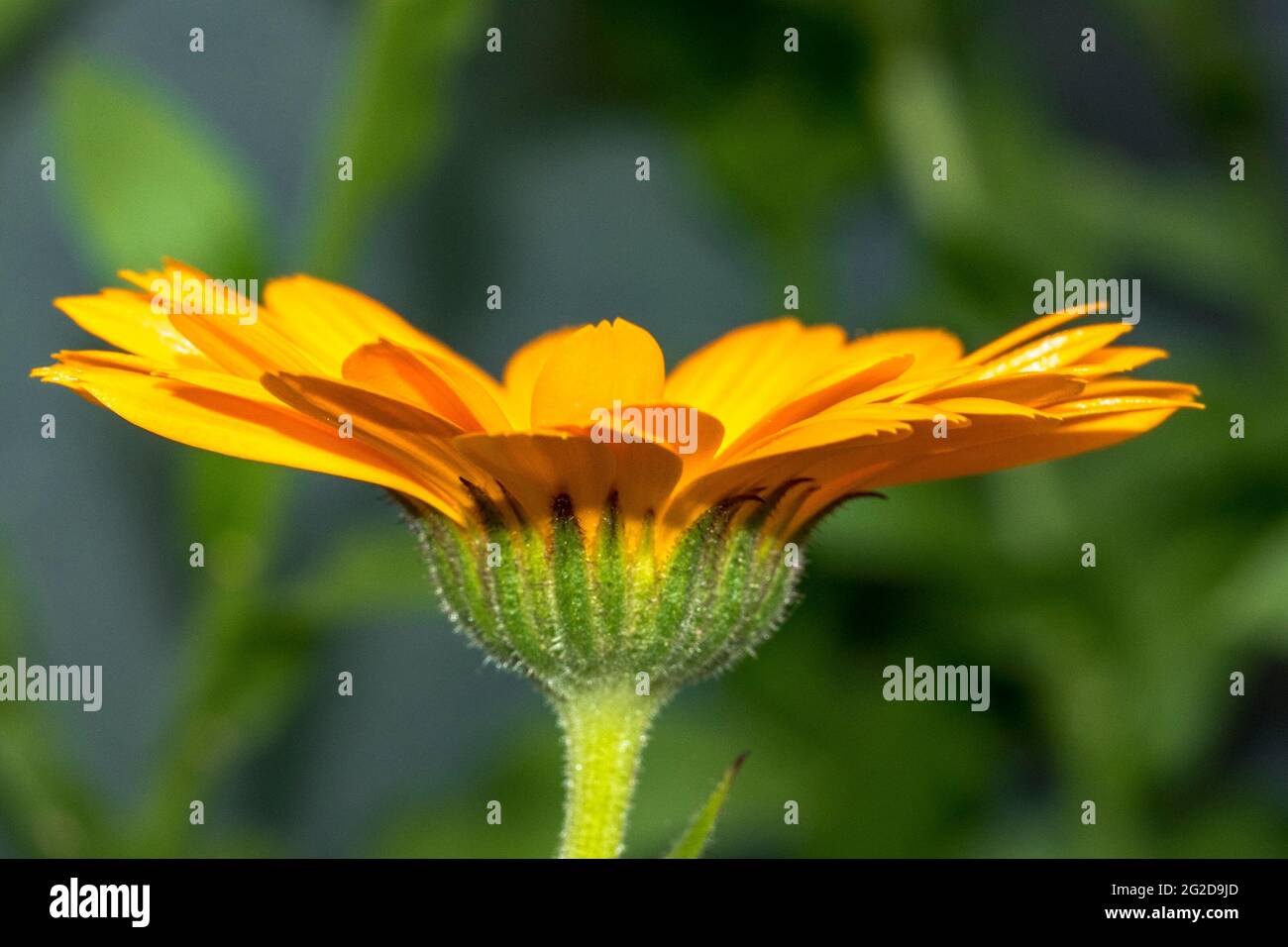 Beautiful marigold flower in the foreground Stock Photo