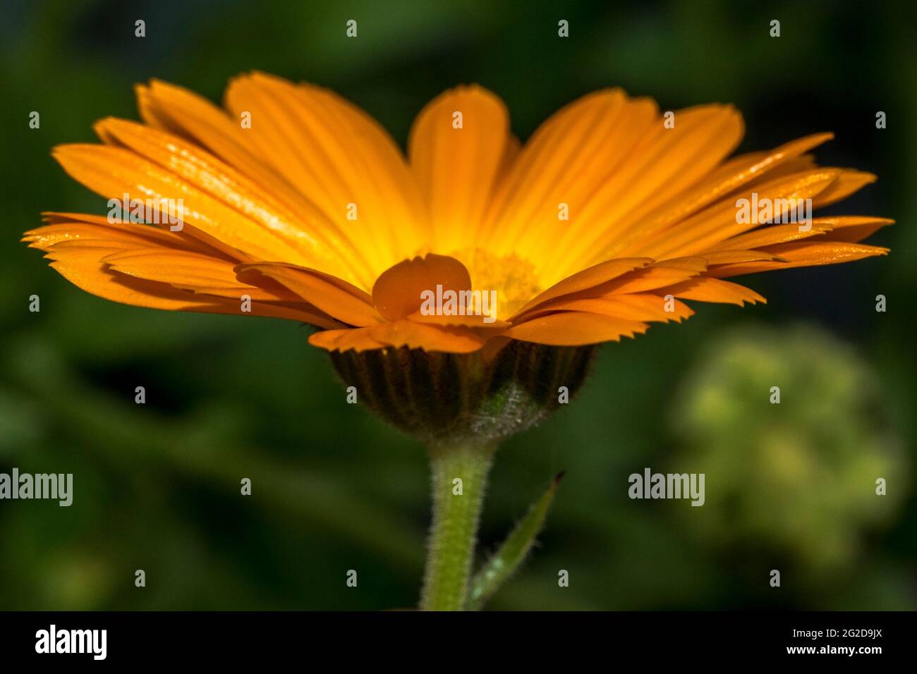 Beautiful marigold flower in the foreground Stock Photo