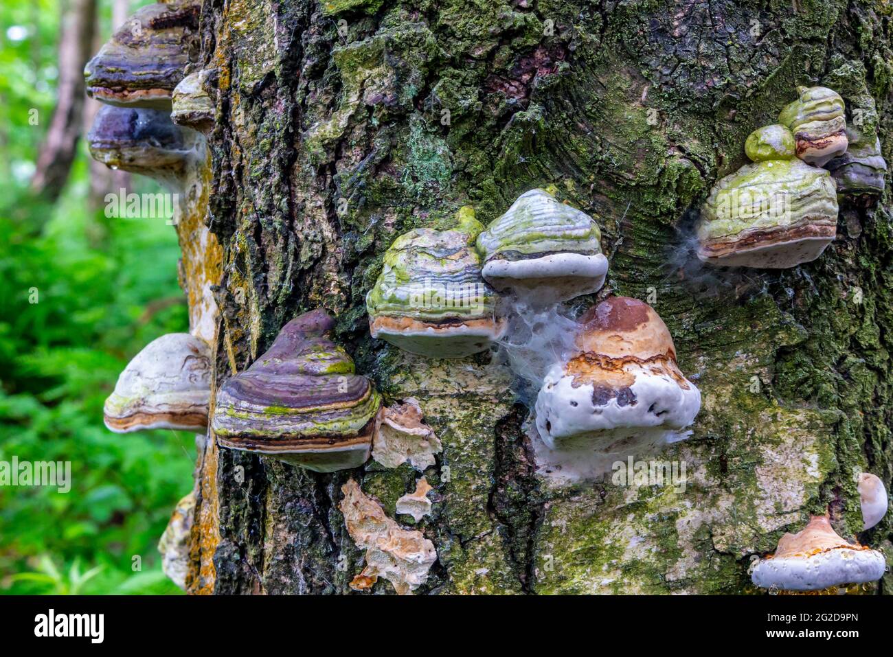 Bracket or shelf fungi growing on a tree branch these are also known as