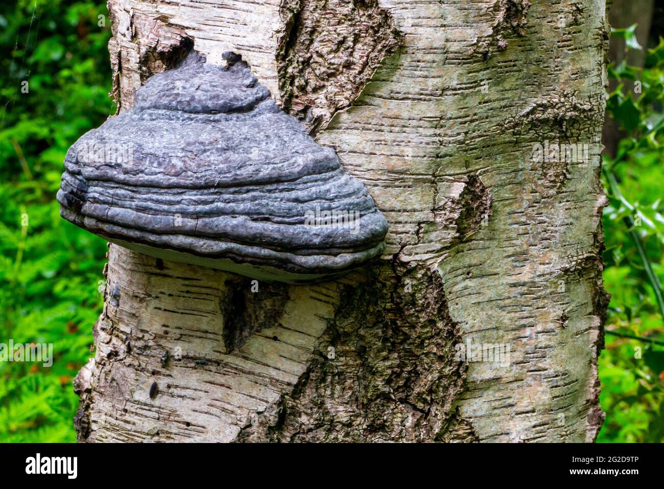 Shelf fungi hires stock photography and images Alamy