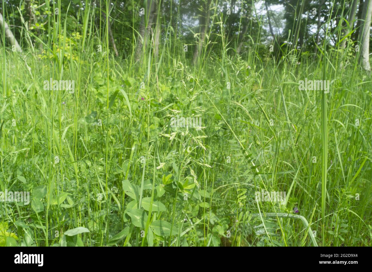 Closeup of grass straws and weeds in the forest Stock Photo Alamy