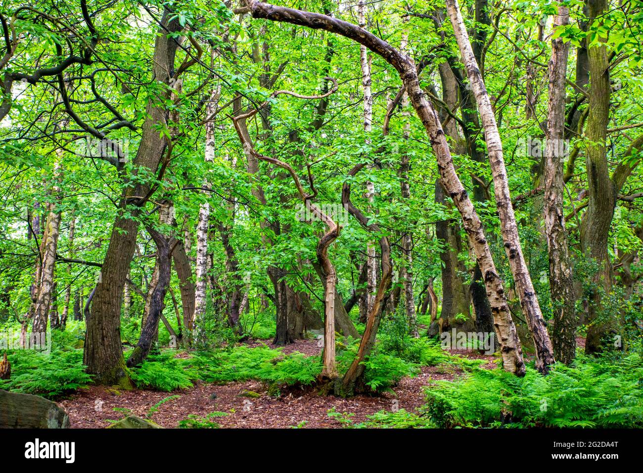 Trees in early summer at Shining Cliff Woods on the west bank of the