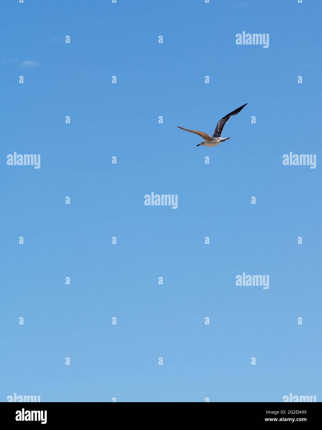 Seagull flying high in the clear blue sky. Vertical image with empty space for text Stock Photo