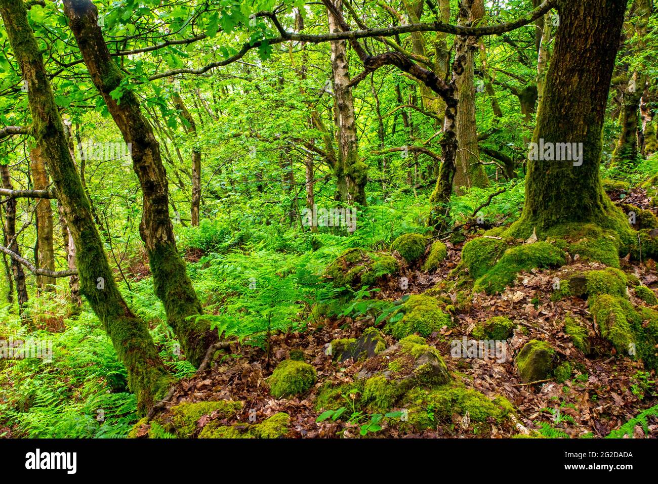 Trees in early summer at Shining Cliff Woods on the west bank of the River Derwent near Ambergate in the Derbyshire Peak District England UK Stock Photo