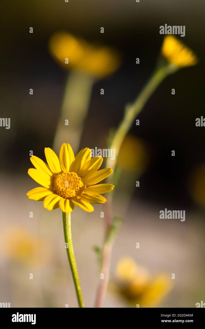 Beautiful gazania flowers in the wild with natural sunlight illuminating yellow petals over blurred nature background. Vertical photo in warm tones Stock Photo