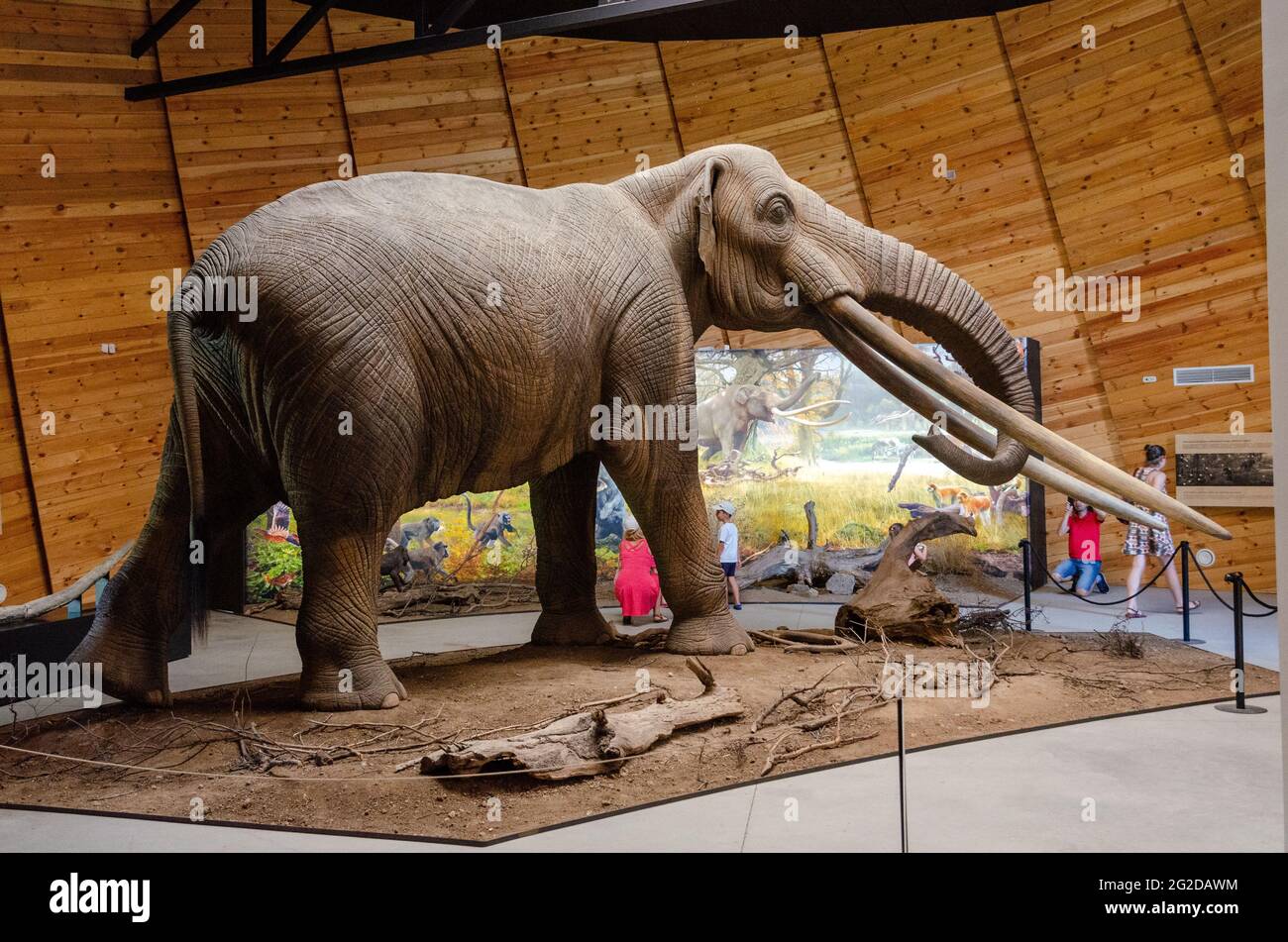 Full-scale model of Anancus arvernensis (Mastodon from Auvergne) at the  Pleistocene Park Museum near Dorkovo, Bulgaria. The Rhodopean Mastodon  Stock Photo - Alamy