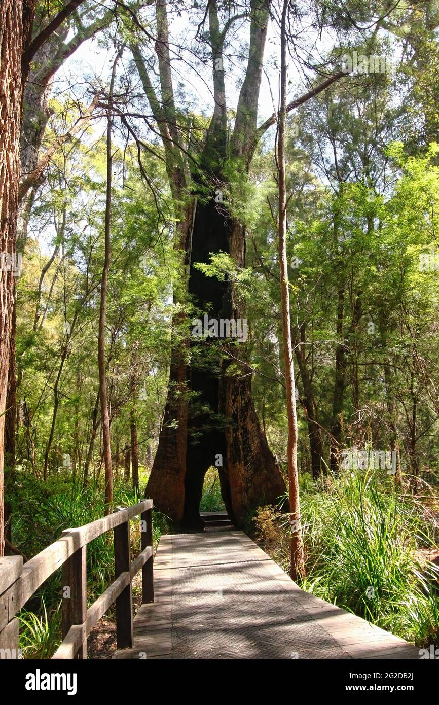 Walpole western australia hires stock photography and images Alamy