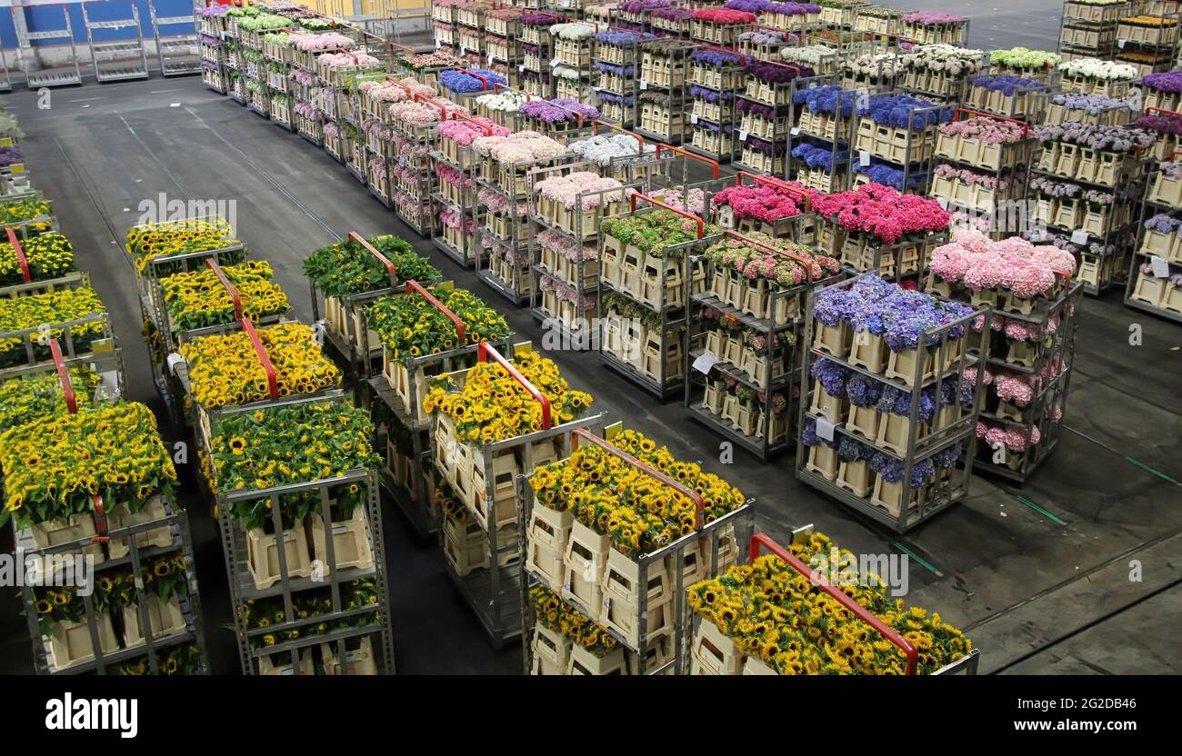 AALSMEER, NETHERLANDS - JUNE 6, 2011: Carts of variety of flowers staging at Aalsmeer FloraHolland auction market Stock Photo