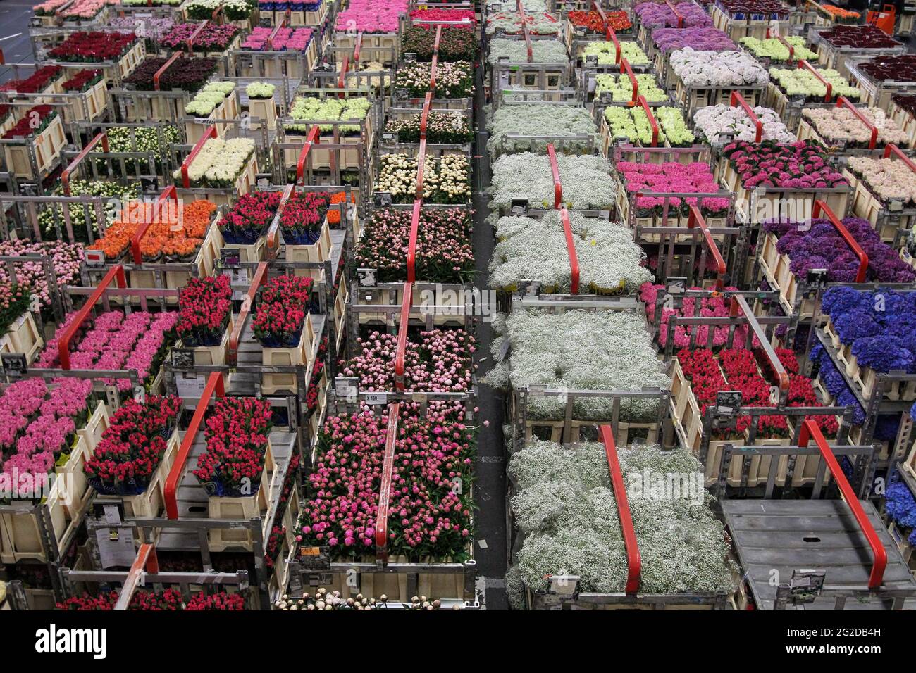 AALSMEER, NETHERLANDS - JUNE 6, 2011: Carts of variety of flowers staging at Aalsmeer FloraHolland auction market Stock Photo