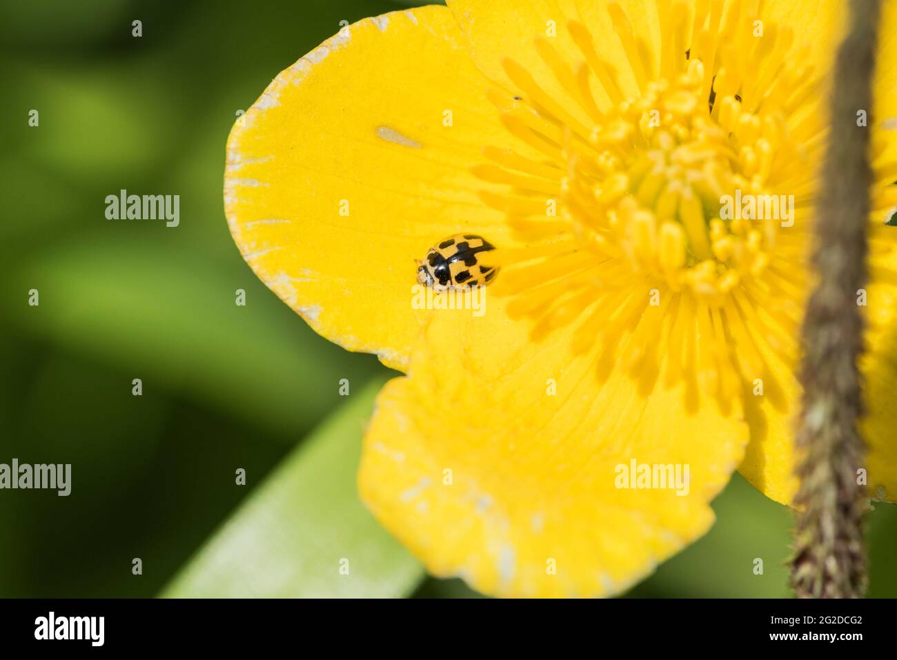 14-Spot Ladybird (Richmond Park,Propylea 14-punctata) Stock Photo