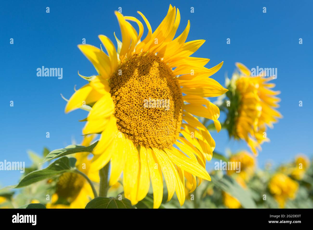 Sunflower in Field of Sunflowers against Bright Blue Sky Stock Photo