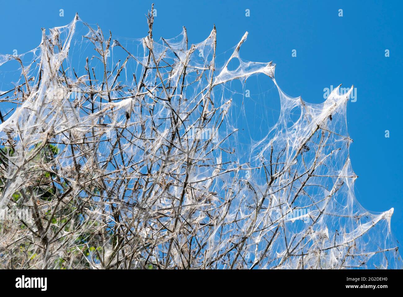 Nesting white ermine moth caterpillars have enveloped a tree in a silk web to create a safe cocoon against predators, and stripped the plant of leaves Stock Photo