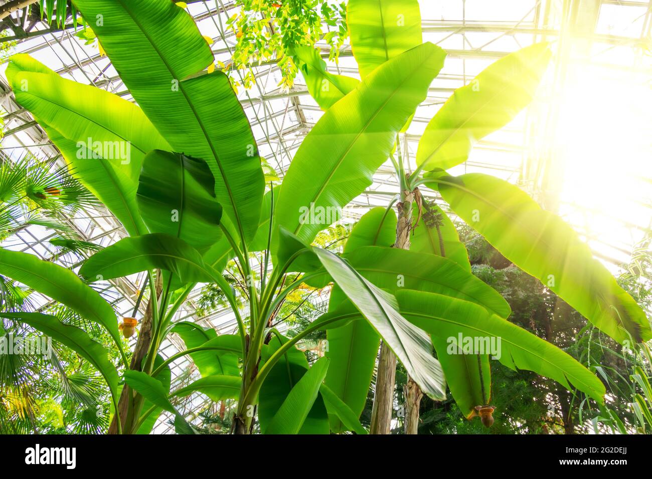 Musa banana fruit growing in the tropics. Bananas on the tree. Musaceae family. Bright sunlight with rays and highlights glare Stock Photo