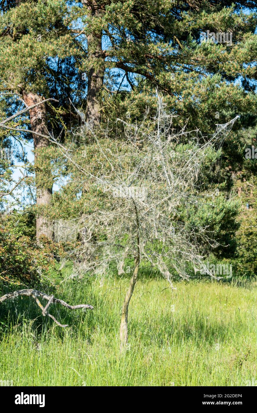 Nesting white ermine moth caterpillars have enveloped a tree in a silk web to create a safe cocoon against predators, and stripped the plant of leaves Stock Photo