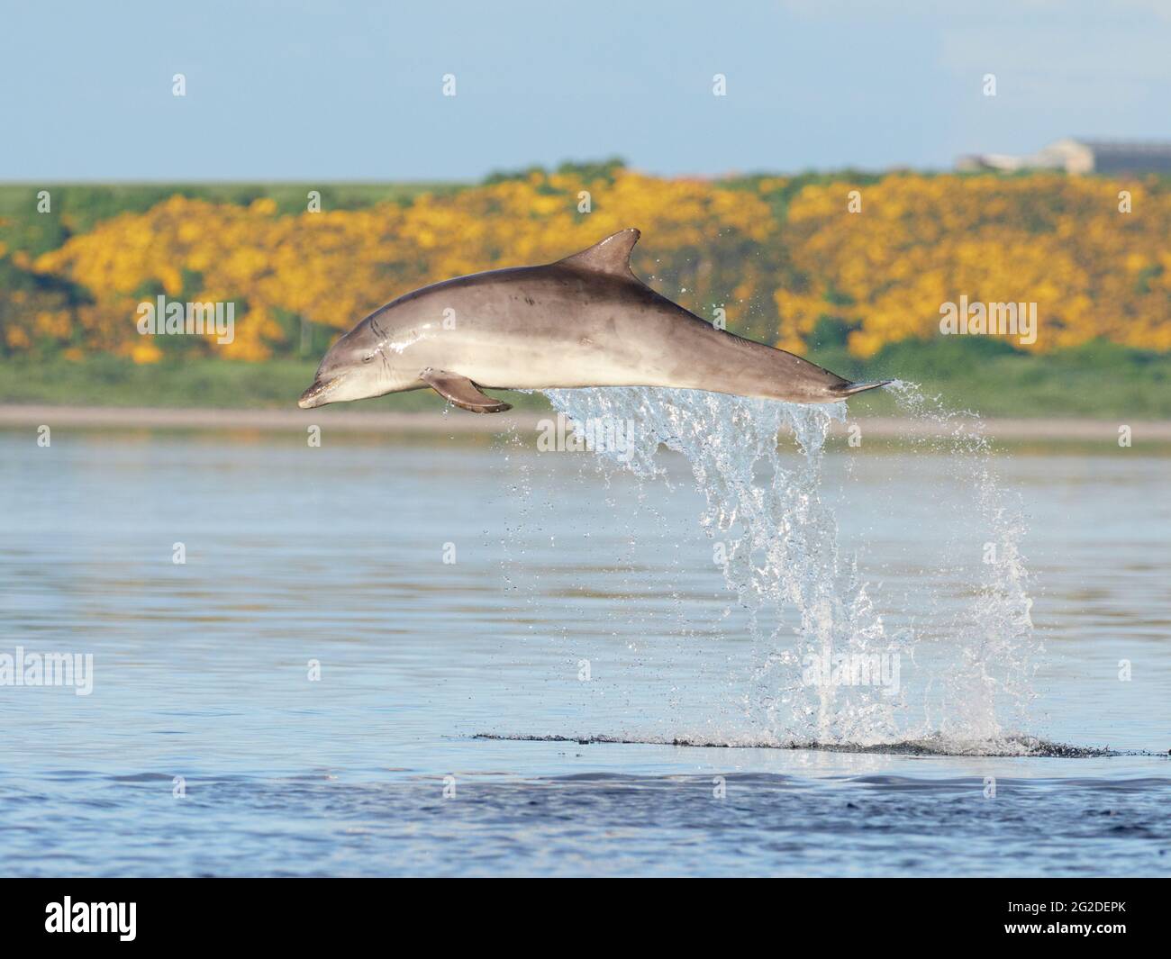 Bottlenose Dolphin (Tursiops truncatus) breaching, leaping, jumping in the Moray Firth, Scottish Highlands, UK Stock Photo