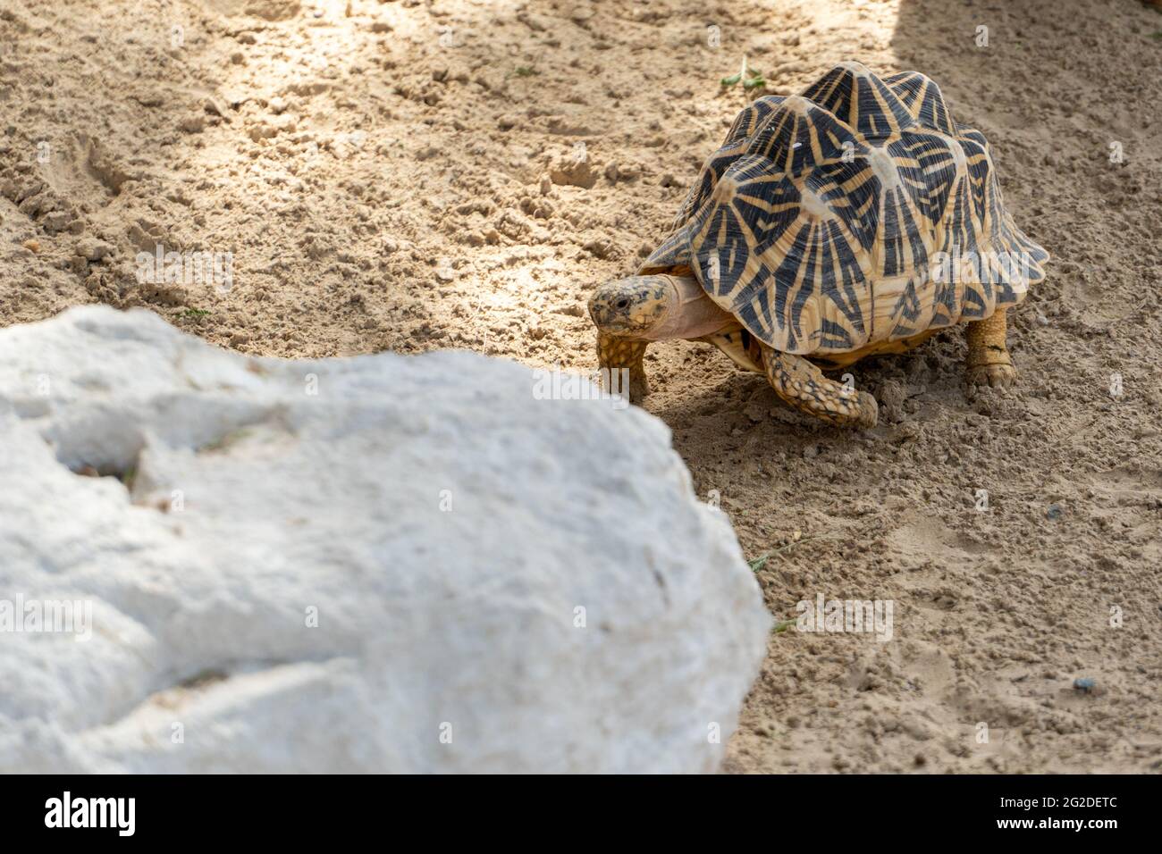 Indian star tortoise (Geochelone elegans) walks behind a rock in India, Pakistan or Sri Lanka. Stock Photo