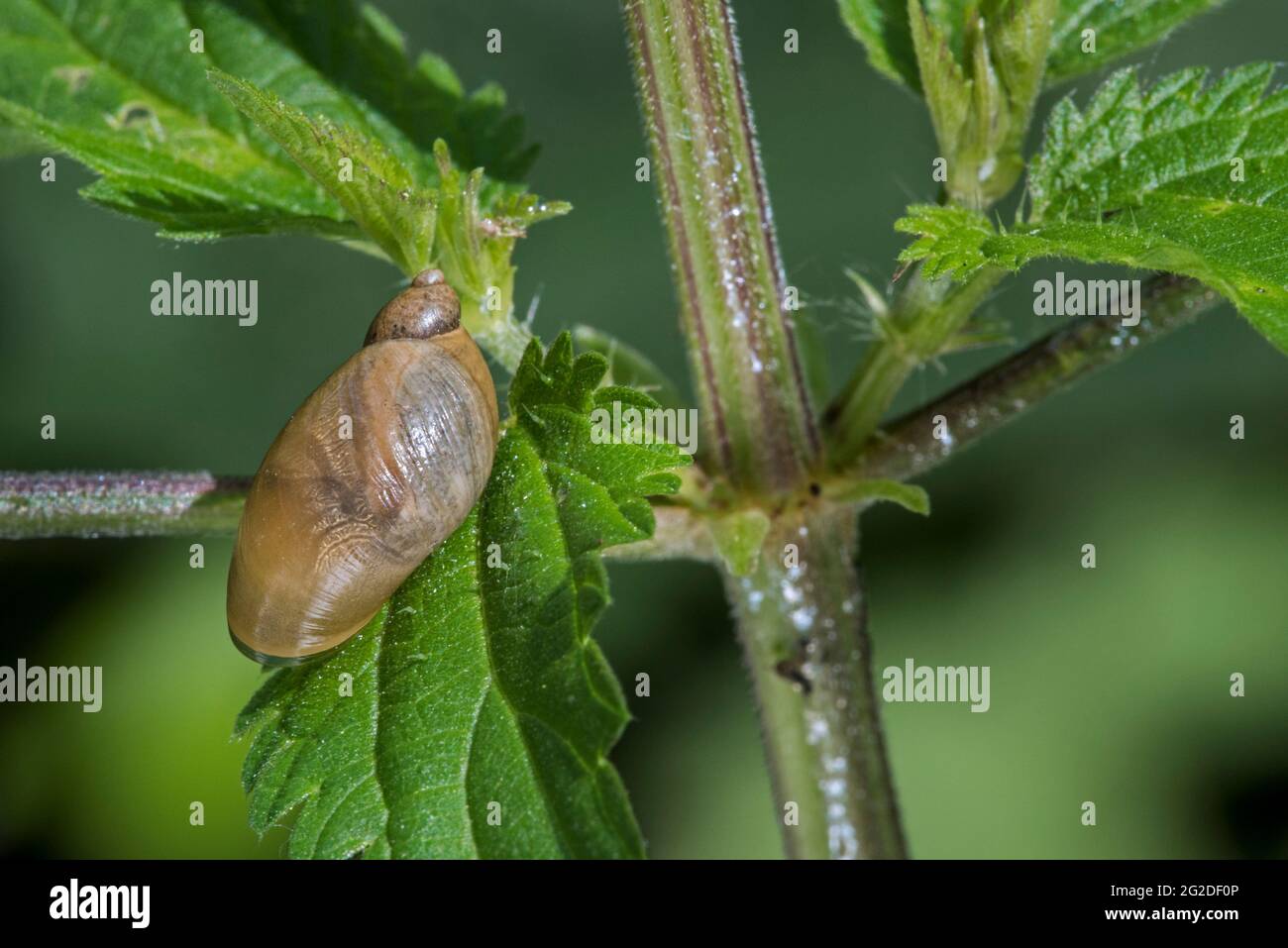 Amber snail Succinea putris, air-breathing land snail feeding on leaf of common nettle / stinging nettle (Urtica dioica) Stock Photo