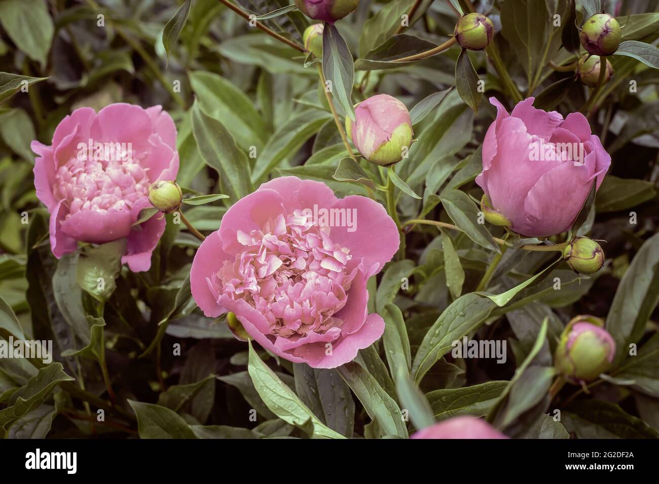 Blooming peony in the garden among green leaves Stock Photo - Alamy