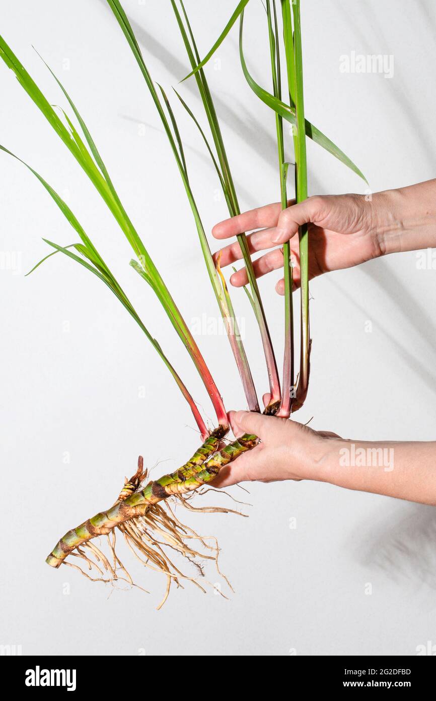 Hands holding Acorus calamus roots, also known as sweet flag, isolated on light background. Calamus root is used in personal care products. Beauty and Stock Photo