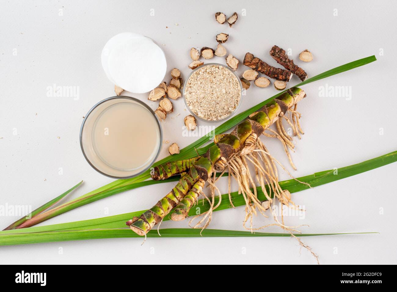 Fresh and dried Acorus calamus roots, also known as sweet flag, calamus leaves and powder, tonic for skin and hair. For personal care products, beauty Stock Photo