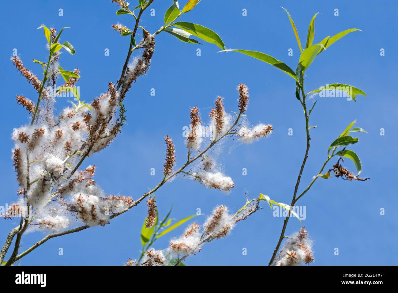 White willow (Salix alba) showing leaves and female catkins producing seeds embedded in white down / fluff in spring Stock Photo