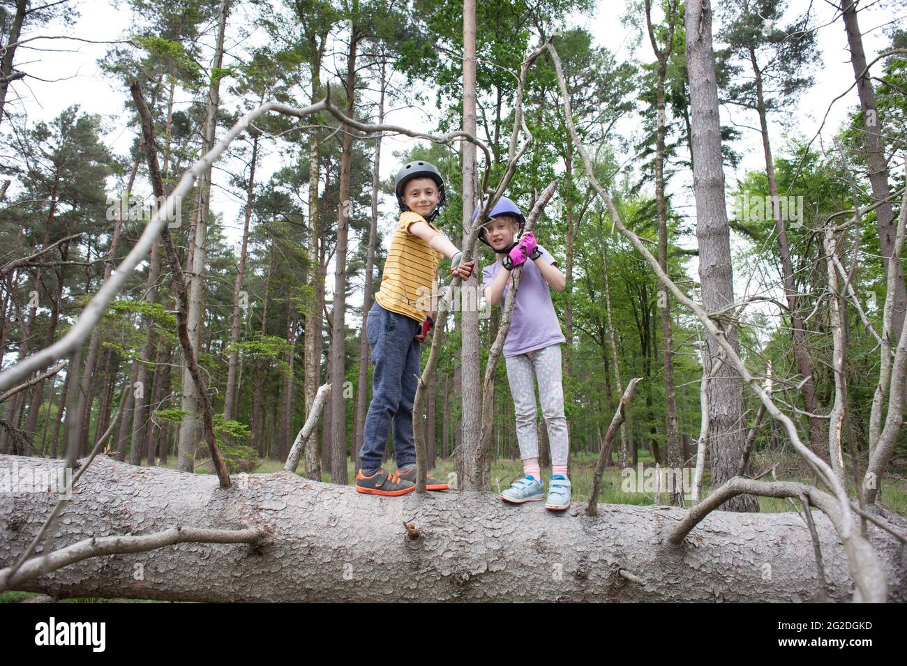 A brother and sister stand on a fallen tree while wearing cycling helmets. Stock Photo