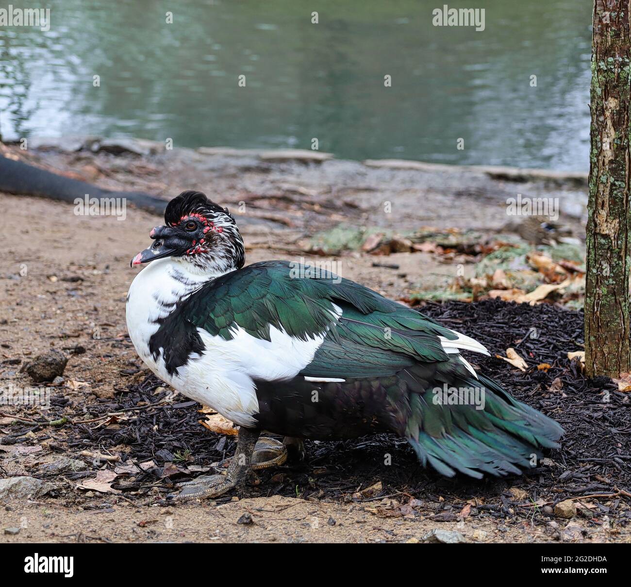 Photograph of a Muscovy Duck Stock Photo - Alamy
