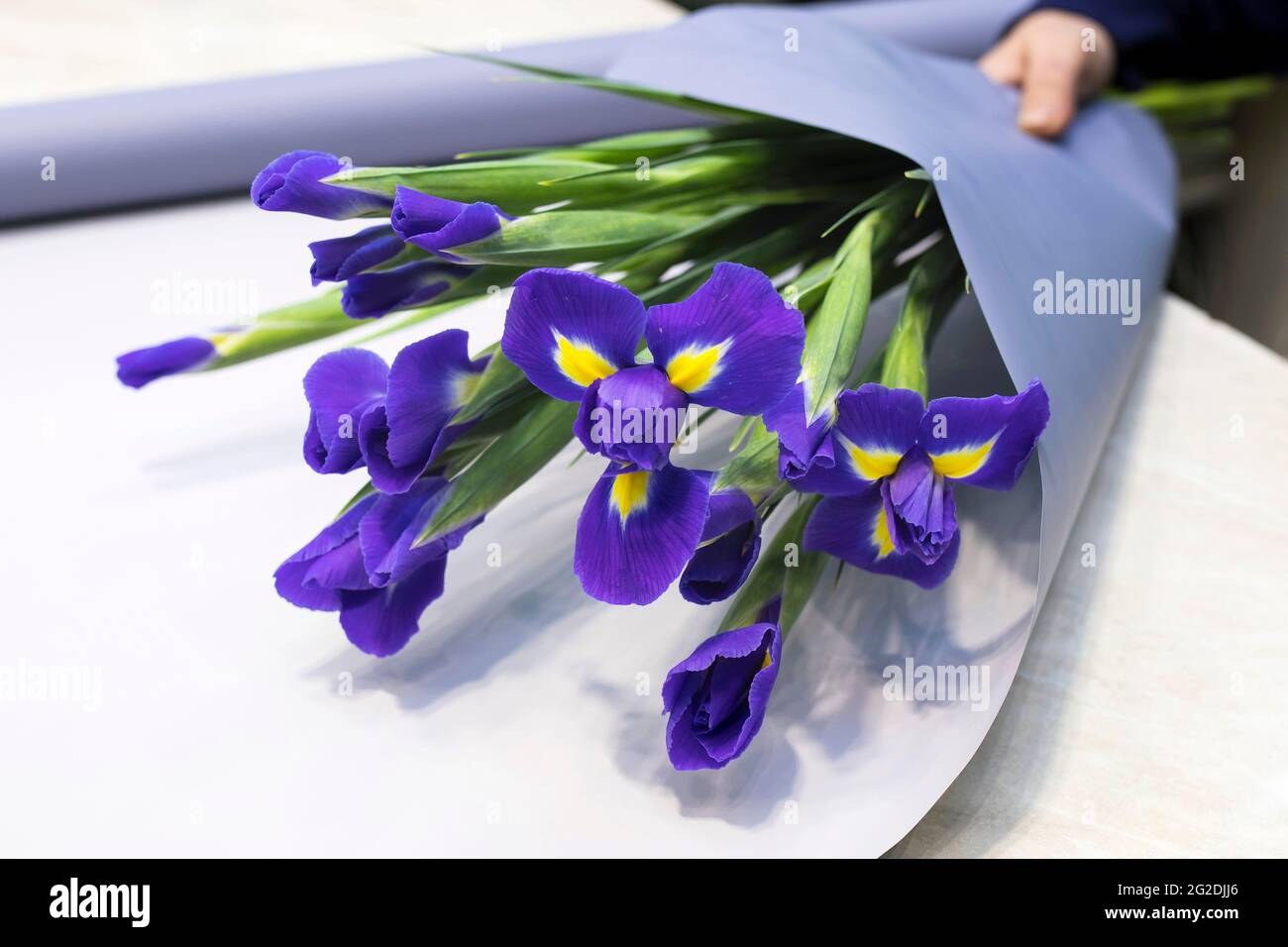 Fragment. Female hand wraps irises in craft paper on the white table Stock Photo