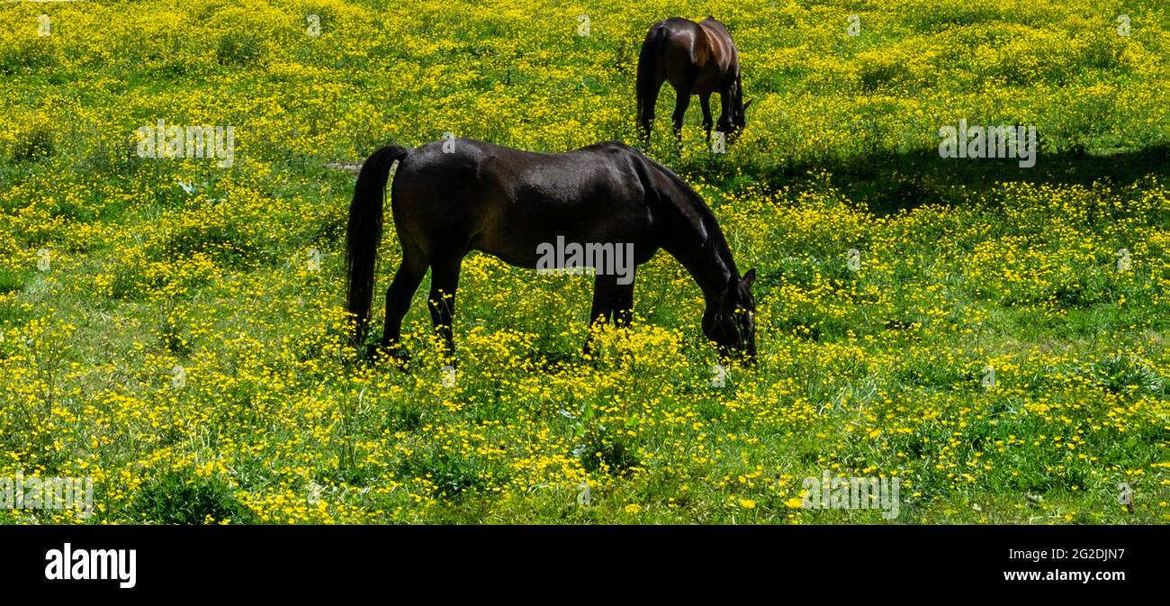 Two horses grazing in a field of buttercups. Stock Photo