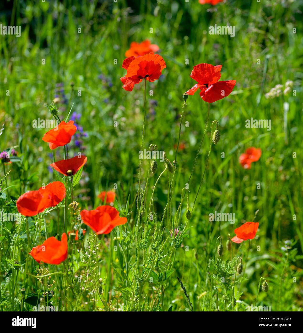 red flourishing common poppy plants in Tulln, Austria Stock Photo