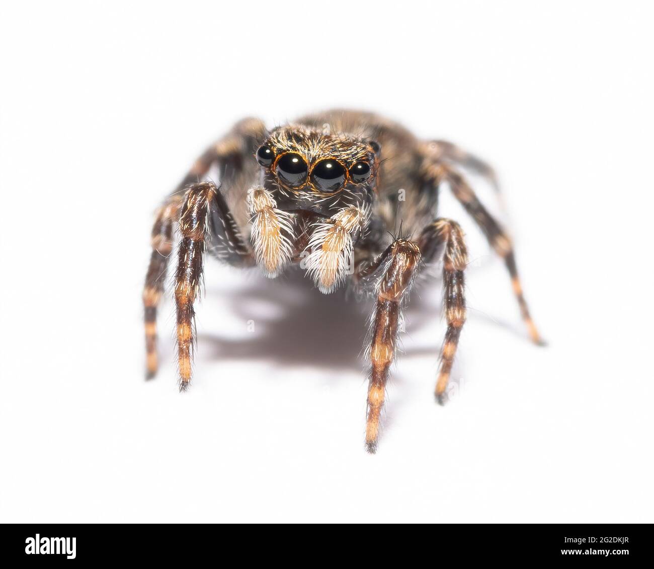 Fleecy Jumping Spider (Pseudeuophrys lanigera) Stock Photo