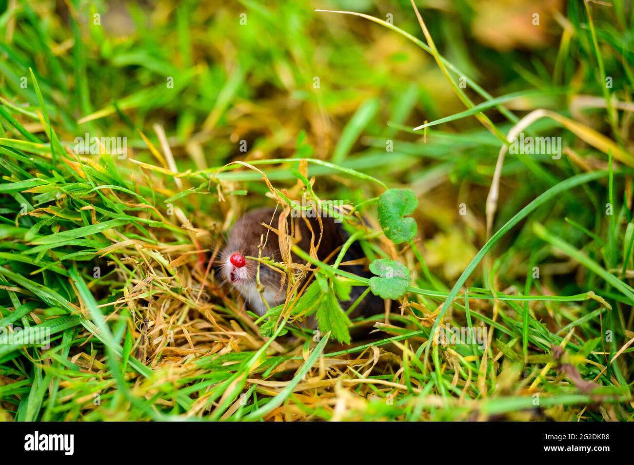 A small gray mole climbed out of the ground, an animal in the grass