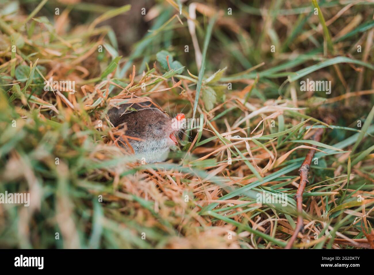 A small gray mole climbed out of the ground, an animal in the grass