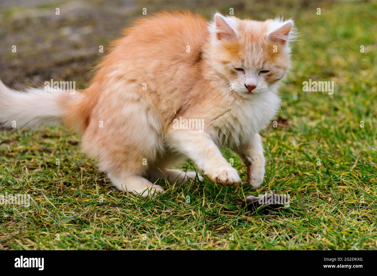 After hunting, a cat plays with its prey, a cat and a mole in nature
