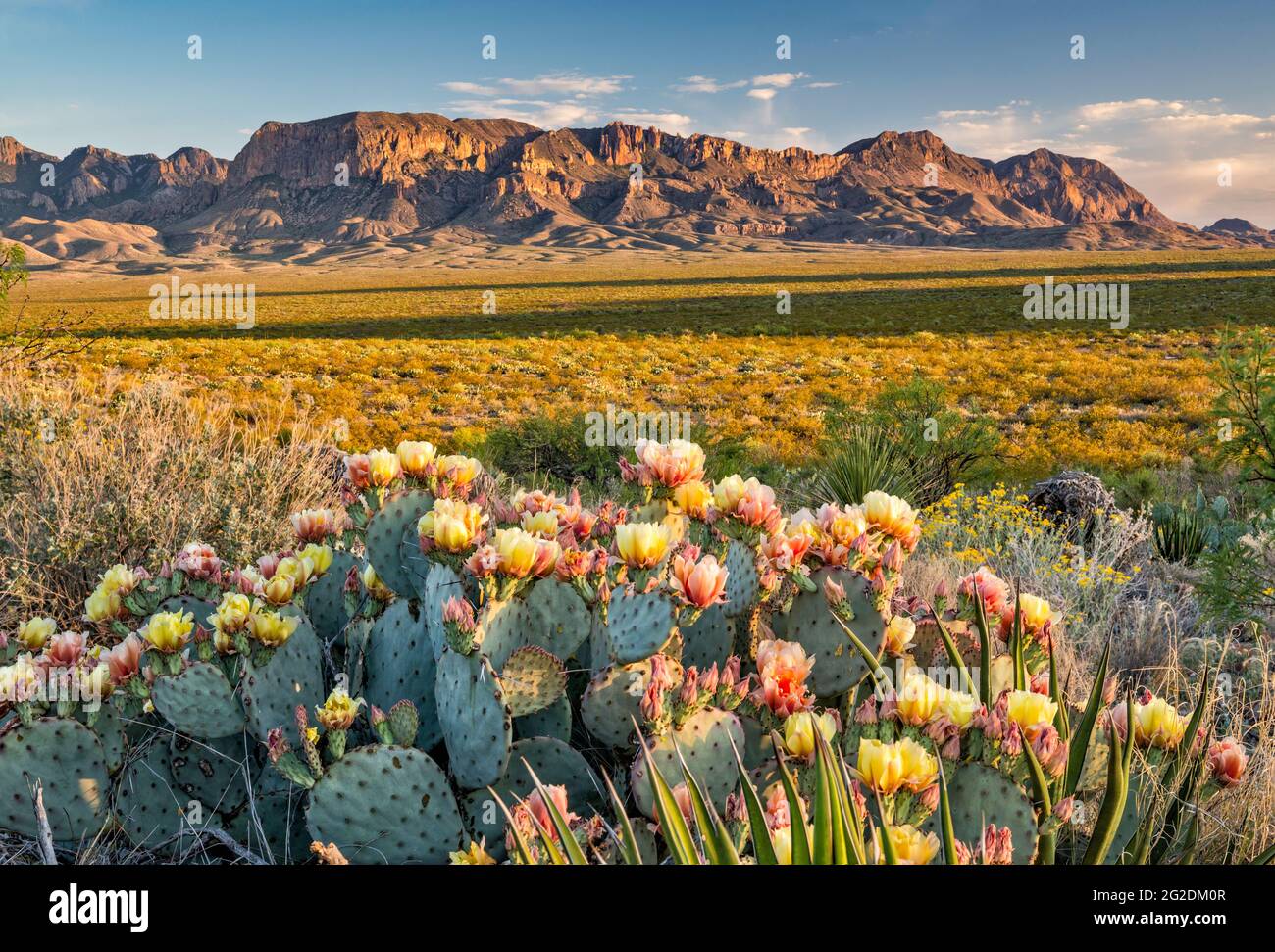 Prickly pear cactus in bloom, Chisos Mountains in distance, at sunset,  Paint Gap area, Big Bend National Park, Texas, USA Stock Photo - Alamy