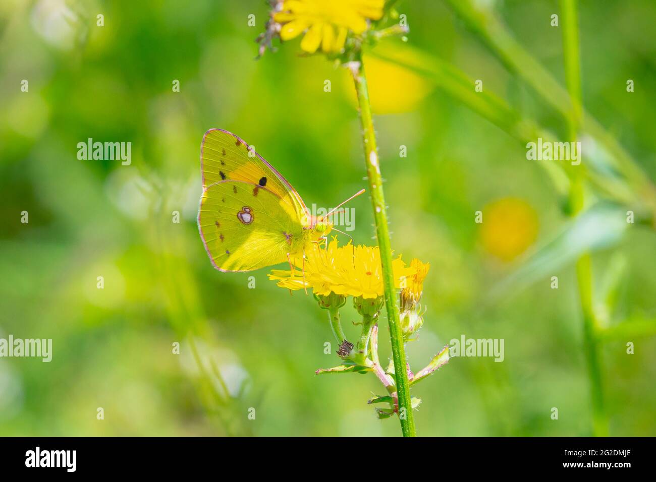 Common clouded yellow butterfly, Colias croceus, feeds nectar out of a yellow flower. Stock Photo