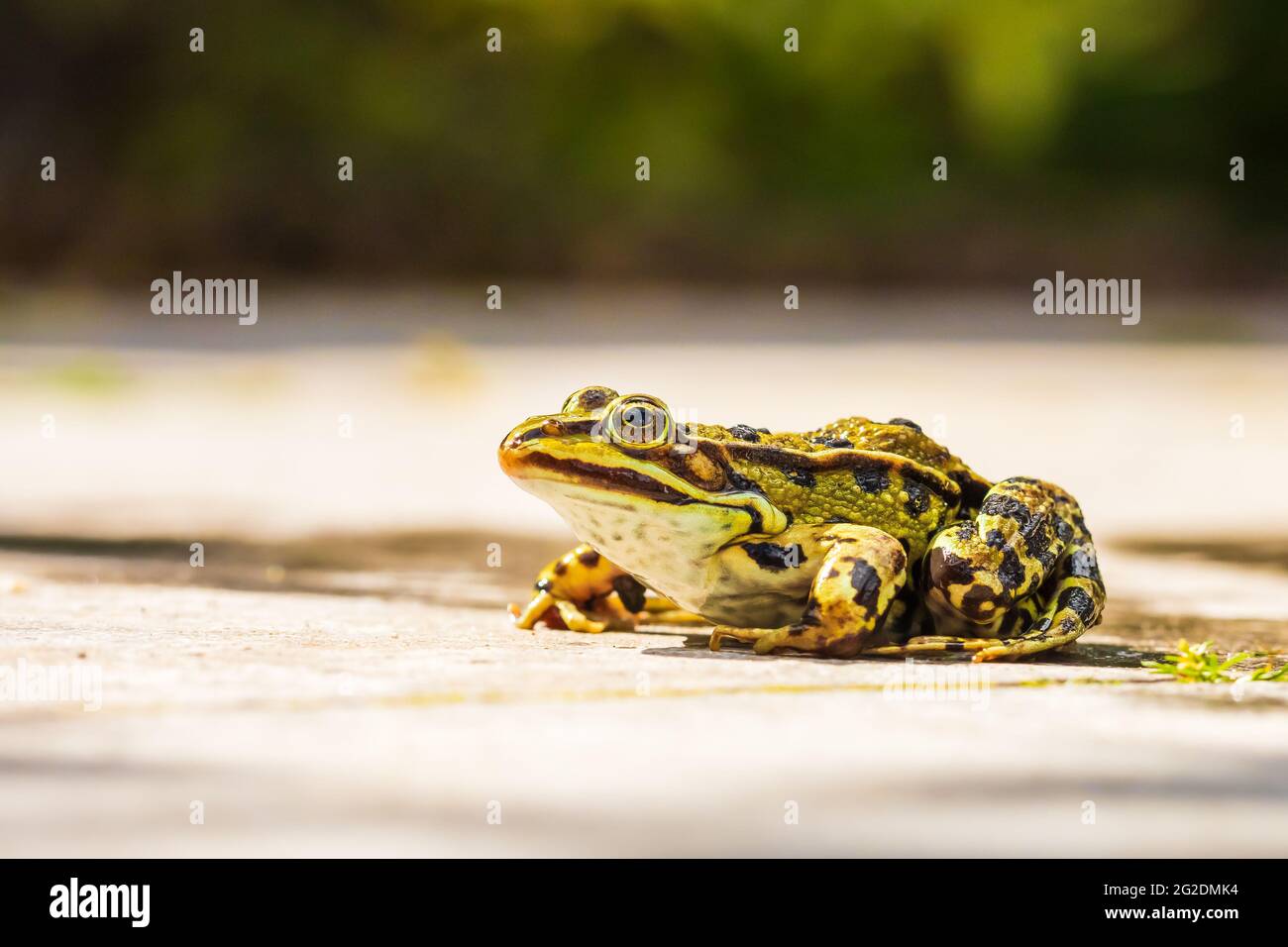Closeup of a marsh frog, Pelophylax ridibundus, on a garden floor. Low point of view, selective focus. Stock Photo