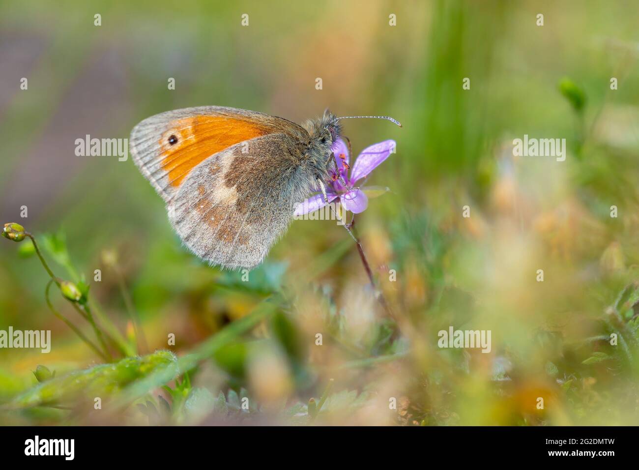 Closeup of a small heath butterfly, Coenonympha pamphilus, resting in sunlight in grass with wings closed Stock Photo