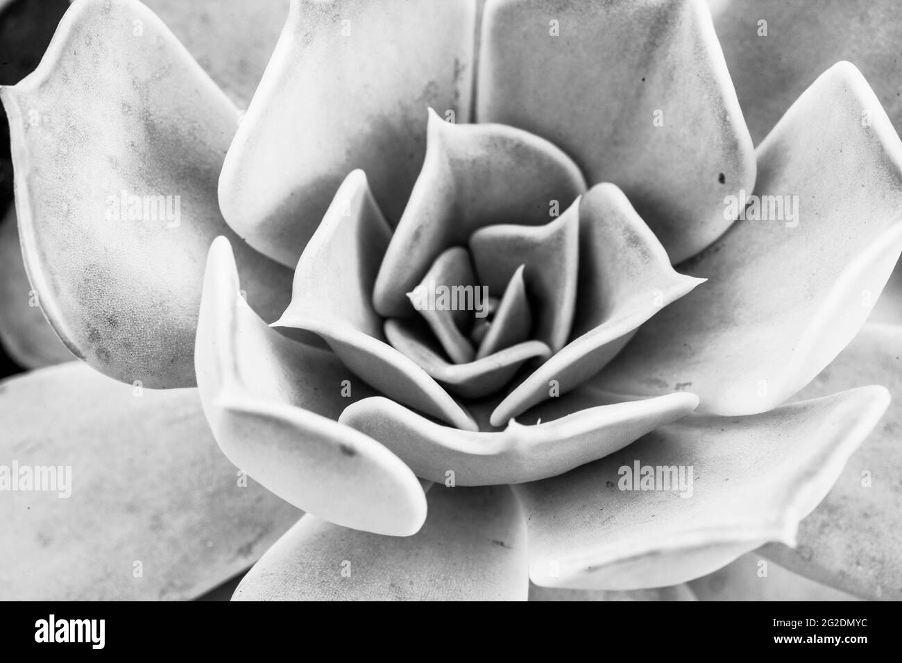 Close-up succulent echeveria plant macro background Stock Photo