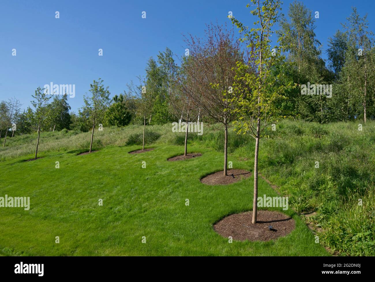 View of the London Blossom Garden, at the Queen Elizabeth Olympic Park, a living memorial to commemorate the city's shared experience of the Coronavirus pandemic. The garden offers a place of reflection for Londoners to remember those who have lost their lives, and pays tribute to London’s brave key workers who risked their own lives to help others and keep the city moving, London, England, UK. Stock Photo