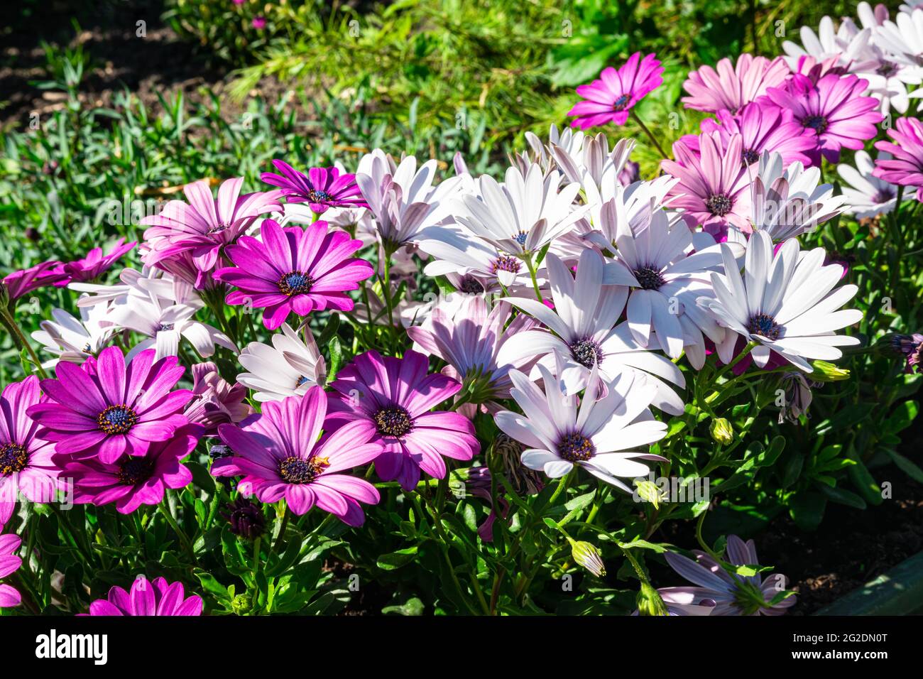 White and purple colored African daisies (Osteospermum) in a garden Stock Photo