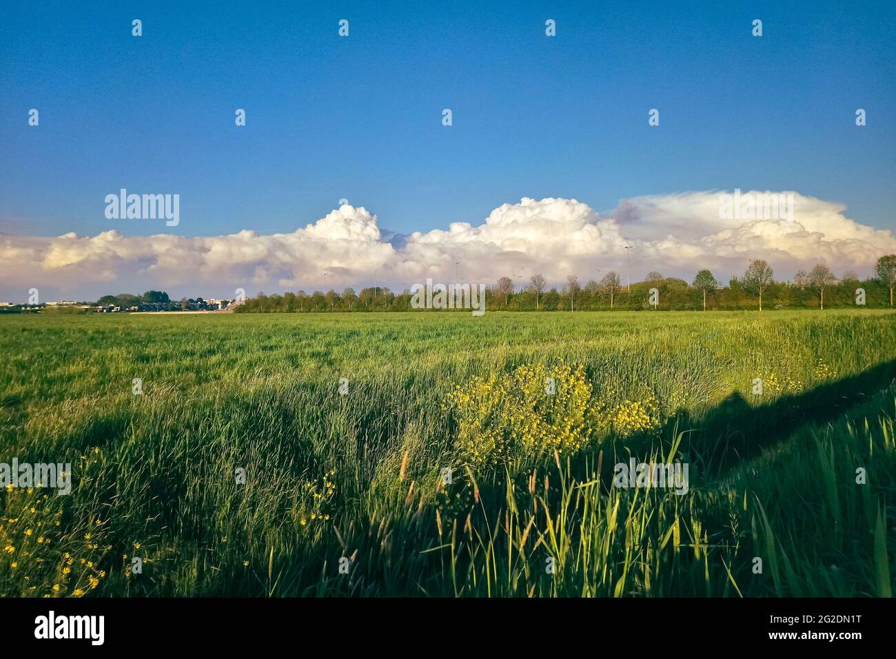 Distant line of towering cumulus clouds and showers over the Dutch polder landscape Stock Photo