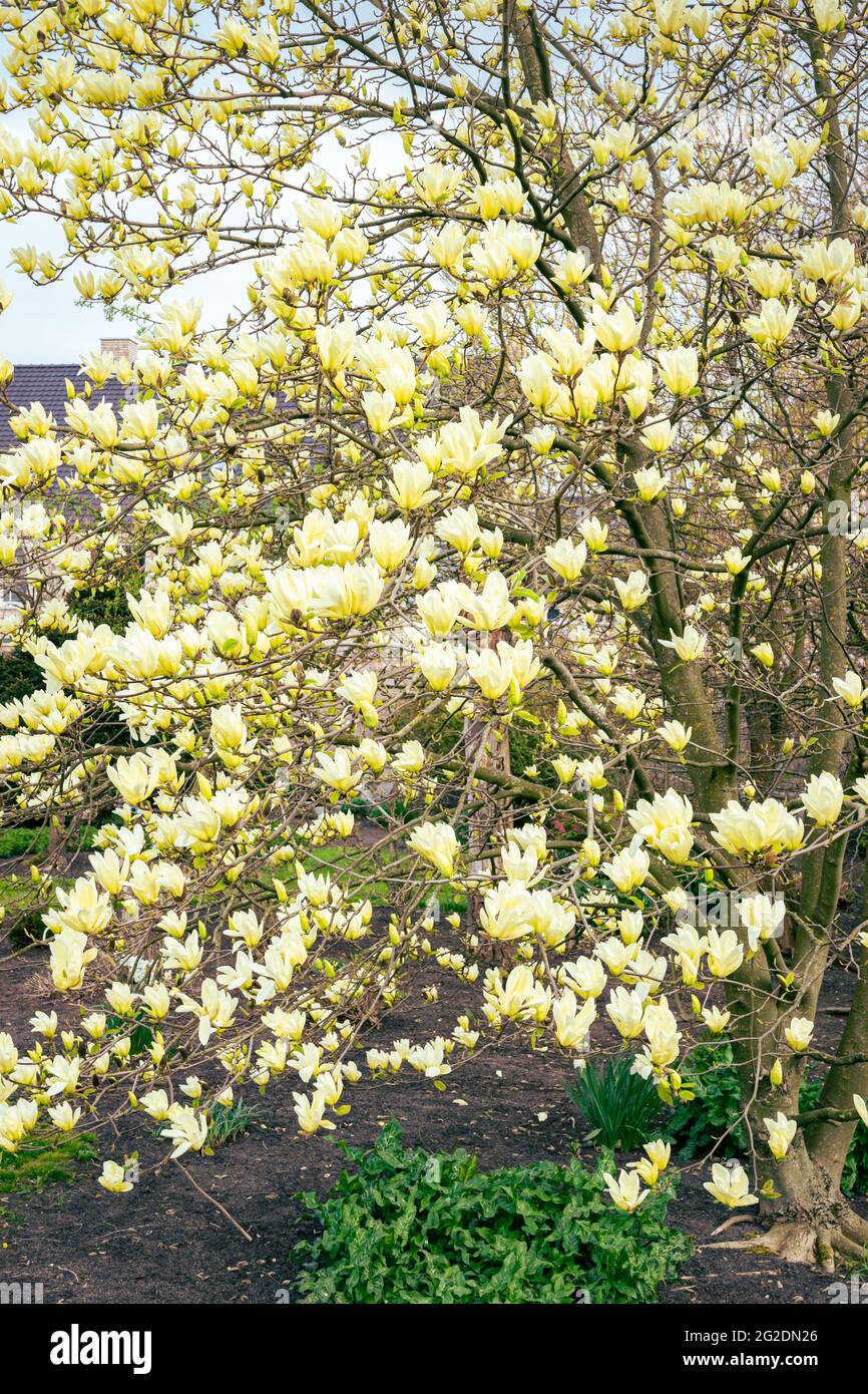 Cream yellow colored flowers of a Magnolia tree, known as tulip tree Stock Photo