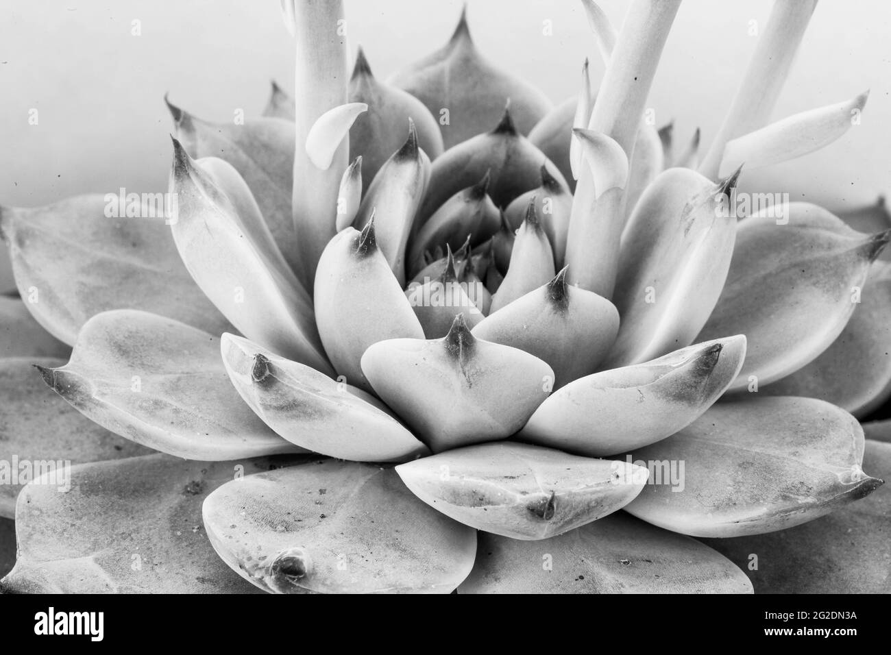 Gray echeveria succulent plant macro background, Close-up Stock Photo