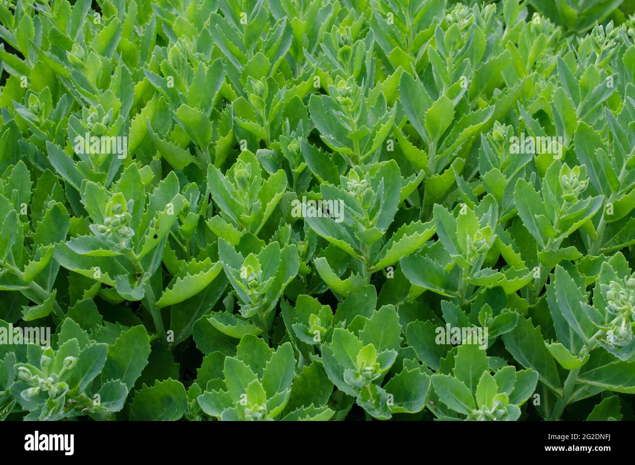 Perennial flower - ochitnik, Hylotelephium spectabile. Blooming cultivar Stock Photo